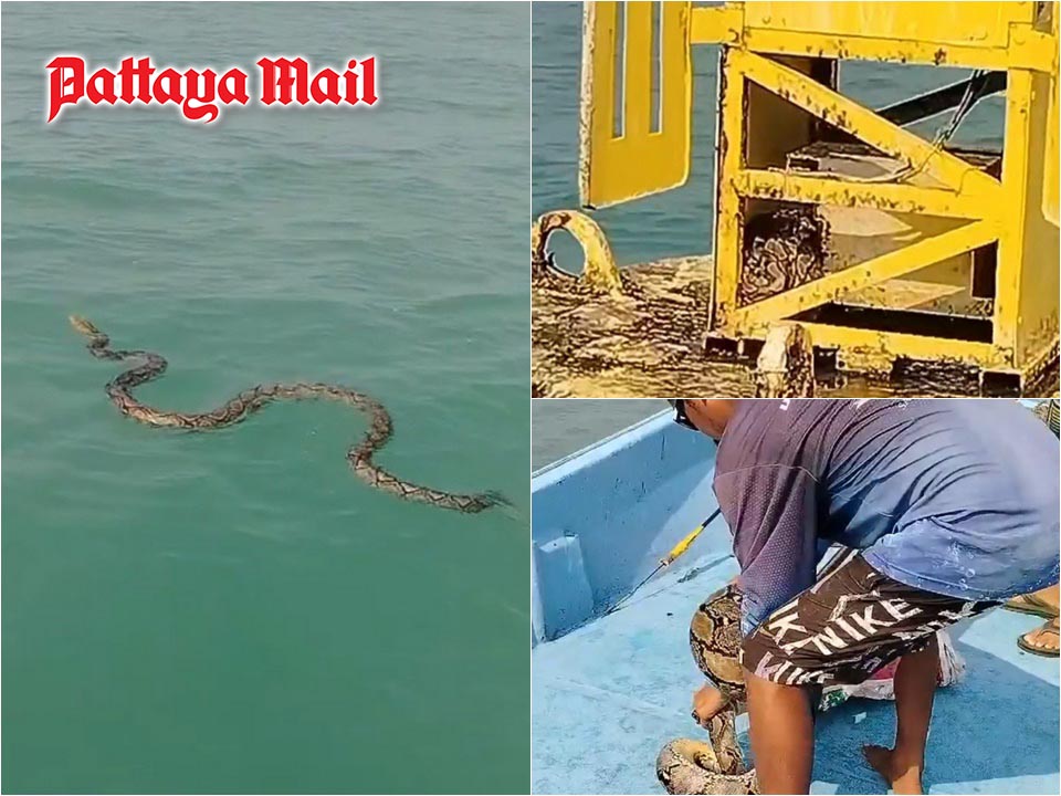 Pattaya boat captain hailed as hero after rescuing giant python stranded at sea