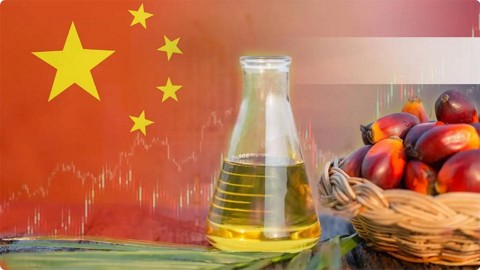Thai palm oil gains strong ground in China with 85% export surge