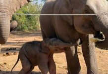Newborn wild elephant ‘Nong Kumpa’ born at Lopburi Sanctuary, signaling conservation success