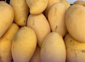 Top 5 GI mango varieties surpass 1 billion baht in 2025 market value