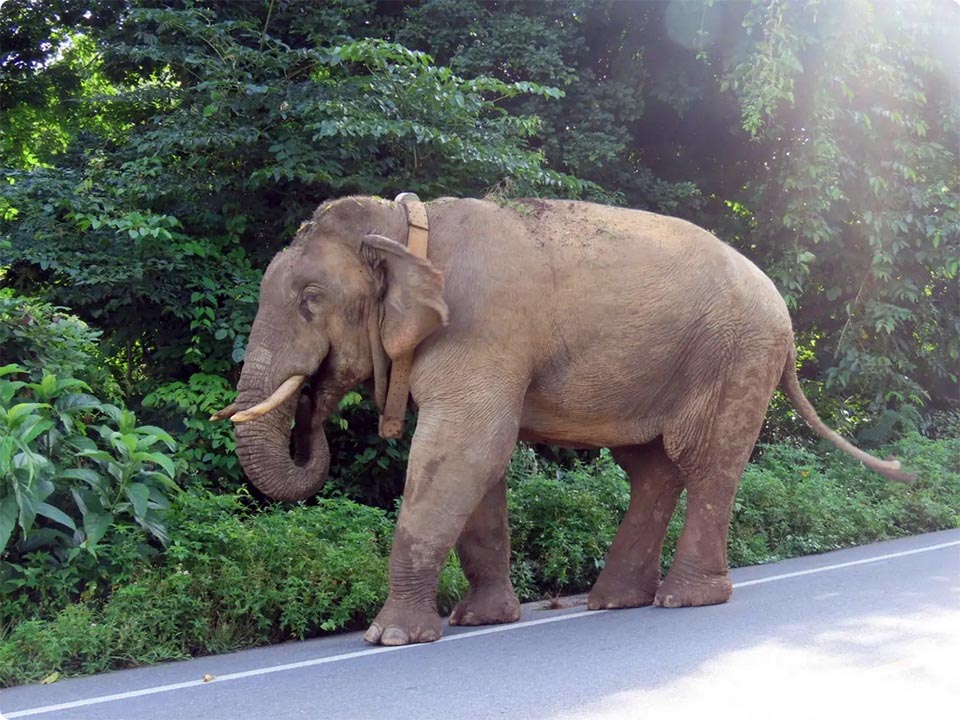 GPS tracking to be temporary as Thailand shifts elephants back to natural habitats