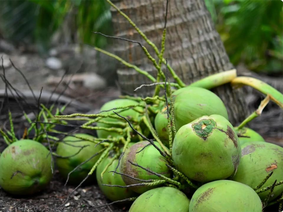 Ratchaburi Nam Hom coconut secures EU GI status, opening premium markets across Europe