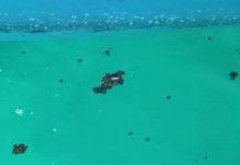 Full-force efforts launched to contain oil spill threatening Racha Islands off Phuket