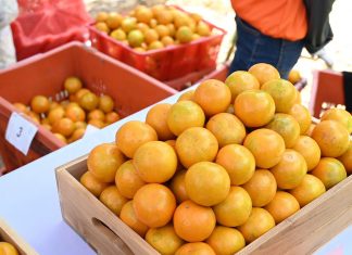 GI-Certified Sainampheung tangerines from Chiang Mai hit markets for Lunar New Year