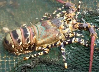 Phuket Seven-Color Lobster earns GI status as premium Andaman specialty