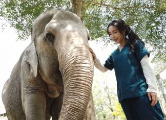 A small veterinarian with a giant mission to save Thailand’s elephants in Phuket