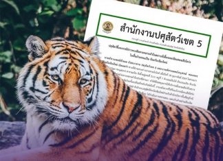 Officials say tiger deaths in Chiang Mai linked to disease and not a threat to humans