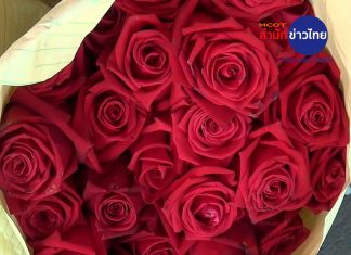 Valentine’s Day rush fills Chiang Mai flower shops as rose prices drop
