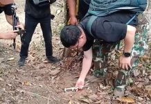 Suspected big cat stalks Doi Inthanon forest after cattle killed in Chiang Mai