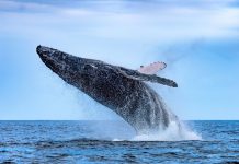 Classical Connections: A Whale of a Time
