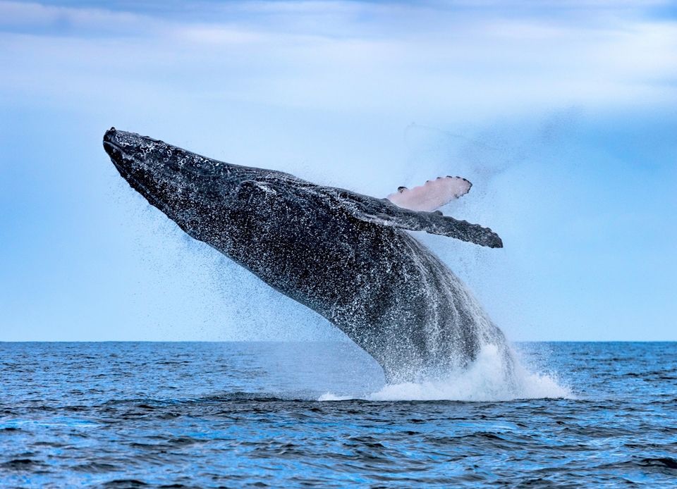 Classical Connections: A Whale of a Time