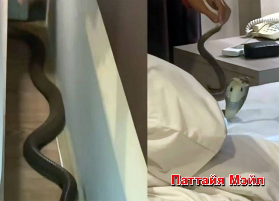 Туристов в Таиланде шокировала кобра в отеле, предупреждают о жилье у природы