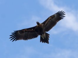 Wine World: Flying High