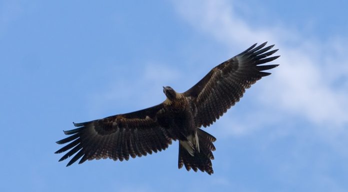 Wine World: Flying High