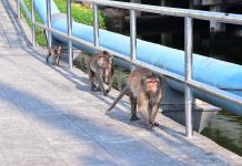Monkey mayhem forces Bangkok to act in Bang Khun Thian
