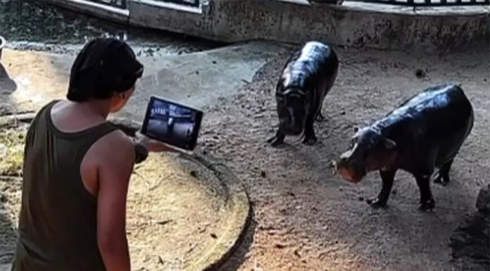 Mann wegen Betretens des Zwergflusspferd-Geheges im Khao Kheow Zoo zu 10.000 Baht Geldstrafe verurteilt