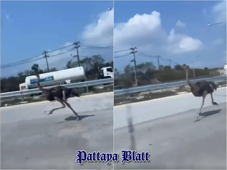 Panik auf Highway 36: Strauß sorgt für Aufsehen auf Pattaya–Rayong-Straße – sicher eingefangen
