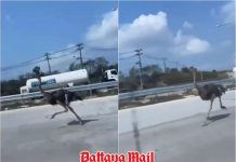 Panic on Highway 36 as ostrich runs wild on Pattaya–Rayong Road, safely rescued by locals