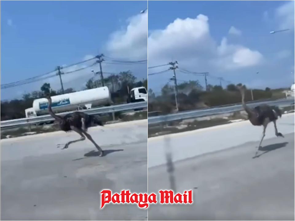 Panic on Highway 36 as ostrich runs wild on Pattaya–Rayong Road, safely rescued by locals