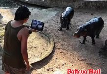 Man fined 10,000 baht for jumping into Moo Deng hippo enclosure at Khao Kheow Zoo