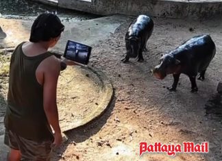 Man fined 10,000 baht for jumping into Moo Deng hippo enclosure at Khao Kheow Zoo