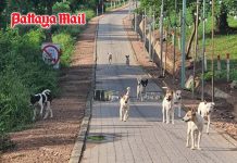 Pattaya extends stray dog care to Koh Larn with sterilization and vaccination drive