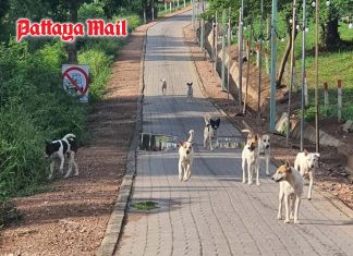 Pattaya extends stray dog care to Koh Larn with sterilization and vaccination drive