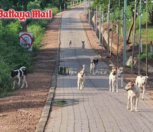 Pattaya extends stray dog care to Koh Larn with sterilization and vaccination drive