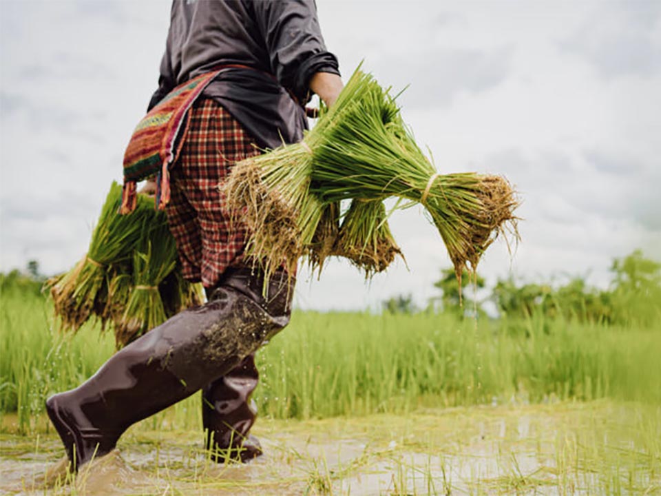 Thailand launches 30-billion-baht loan scheme to help farmers cut fertilizer costs