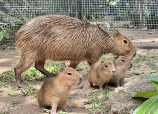 Khao Kheow Zoo welcomes trio of new capybara babies ahead of Songkran rush