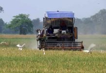 Thai farmer quits rice farming as fuel and fertilizer costs crush final harvest
