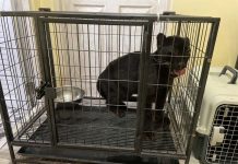 Black panther cub seized in Tak as police uncover cross-border wildlife trafficking ring