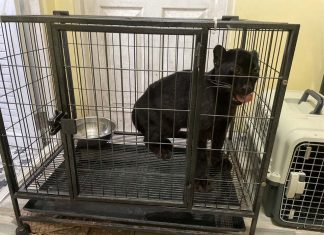 Black panther cub seized in Tak as police uncover cross-border wildlife trafficking ring