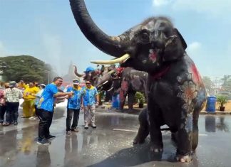 Elephants lead grand Songkran celebrations in Ayutthaya’s historic streets