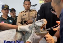 Thailändische Marine rettet 20-jährige Grüne Meeresschildkröte mit Angelhaken im Hals