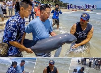 Gerettetes Delfinbaby stirbt nach Strandung nahe Bangsaen tragisch