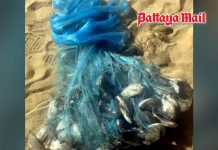Invasive Blackchin tilapia spotted off Pattaya coast, authorities launch investigation