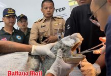 Thai Navy rescues 20-year-old green sea turtle found stranded with fish hook lodged in throat