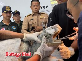 Thai Navy rescues 20-year-old green sea turtle found stranded with fish hook lodged in throat