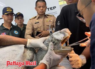 Thai Navy rescues 20-year-old green sea turtle found stranded with fish hook lodged in throat