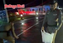 Indian tourists lose sleep as hundreds of toads invade Krabi resort after heavy rain