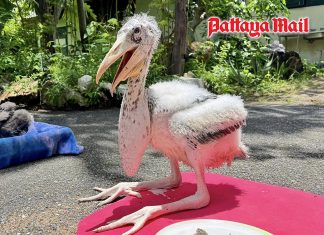 Rare bird extinct in Thai wild hatched at Khao Kheow Zoo after 20 years
