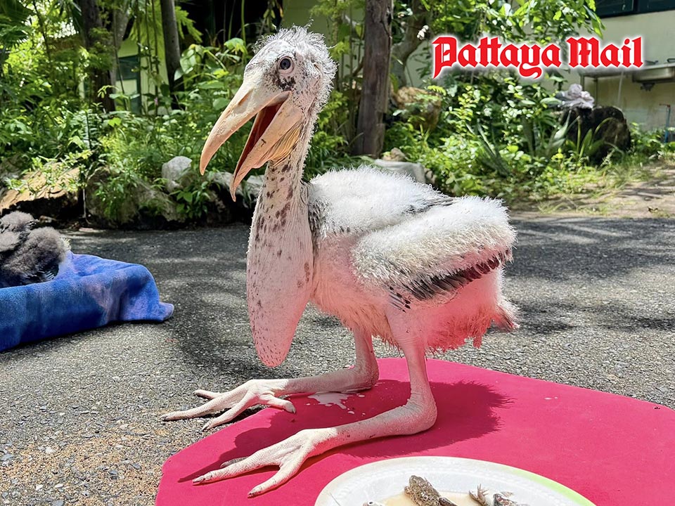 Rare bird extinct in Thai wild hatched at Khao Kheow Zoo after 20 years