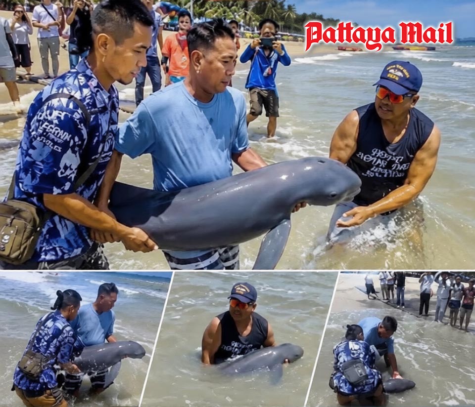 Lost baby dolphin rescued at Bangsaen Beach dies despite rescue effort