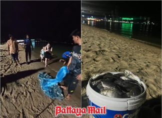Pattaya angler sounds alarm after hauling invasive fish along local shores