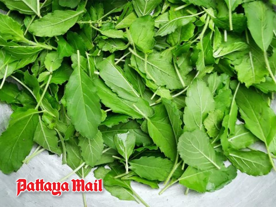 The surprising health benefits and risks of your favorite holy basil or pad krapao dish
