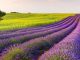 Wine World: Summer Wine