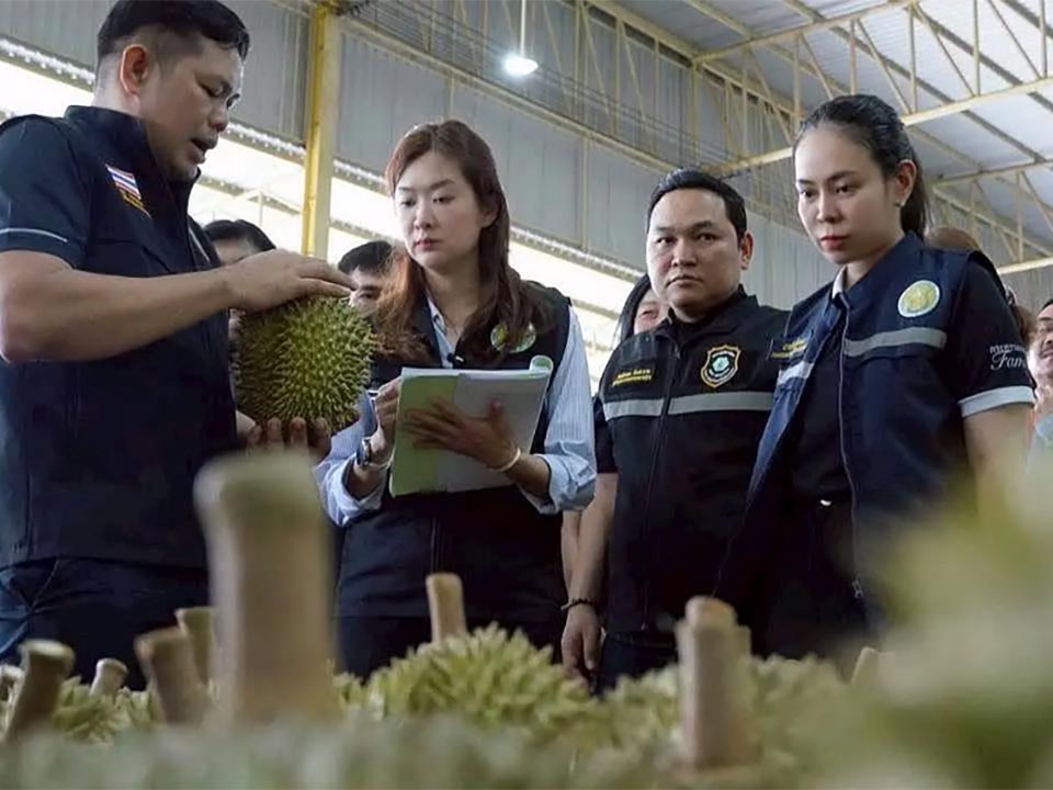 Thai officials seize 50,000kg of durian from illegal Chanthaburi processing plant