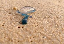 Urgent warning issued as toxic Portuguese man-of-war wash up on Phuket beaches