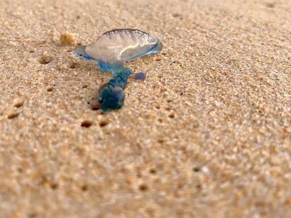 Urgent warning issued as toxic Portuguese man-of-war wash up on Phuket beaches